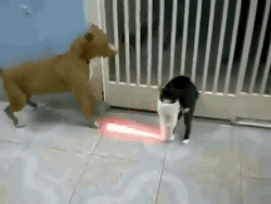 1000037443.gif 1782977323_a6af06bda6cc9fc54b54.gif