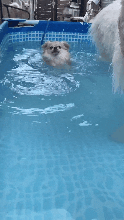 1785508266_f03846c8fbf4e7e33463.gif