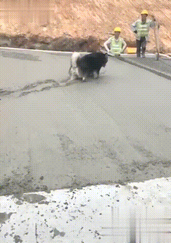 1000048396.gif 1785855331_fab341e43cb07fb19175.gif