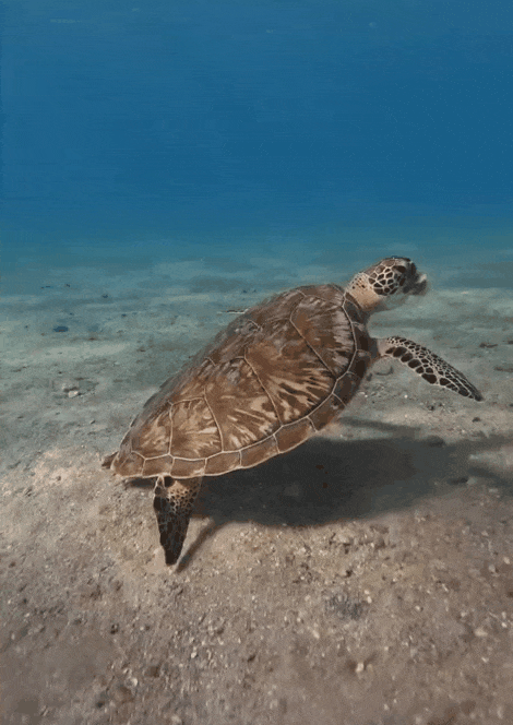1785992002_f8c5a922a0c233f3de42.gif