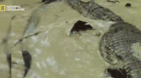 1786086387_319c712182c6af689582.gif
