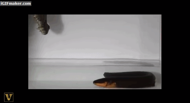1786086392_fa6cf433fa96d2bd1529.gif