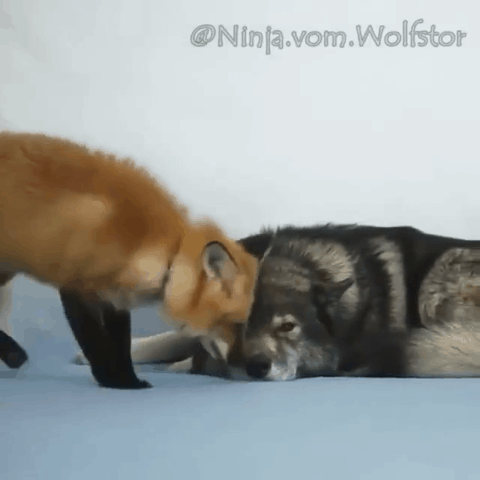 1000048242.gif 1786272681_f7042db2b2bec12978f3.gif