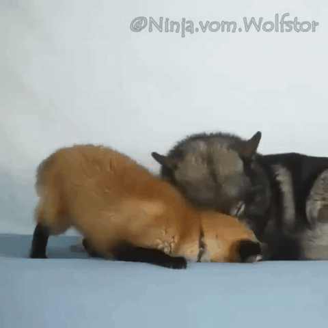 1000048243.gif 1786272694_c5b1ae030136bd411b4e.gif