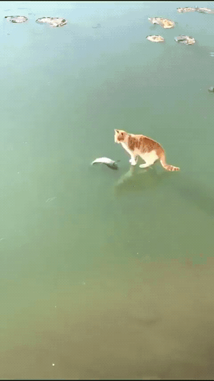 1788059781_88eb61b399ea6a203fae.gif