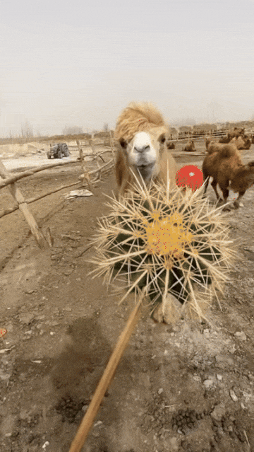 1000055105.gif 1789565013_2da26d905fa1257e6887.gif
