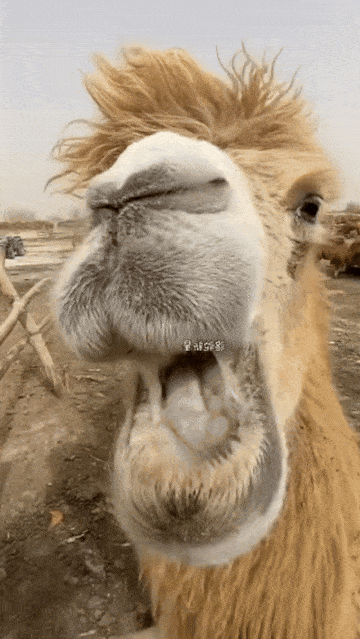 1000055106.gif 1789565034_f1c2decc9cd45c42e3e9.gif