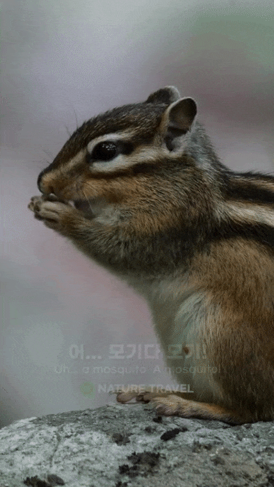 1790041927_391670150f68673b5106.gif