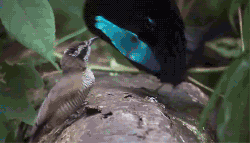 1790122444_83028a83ac6b870c8712.gif