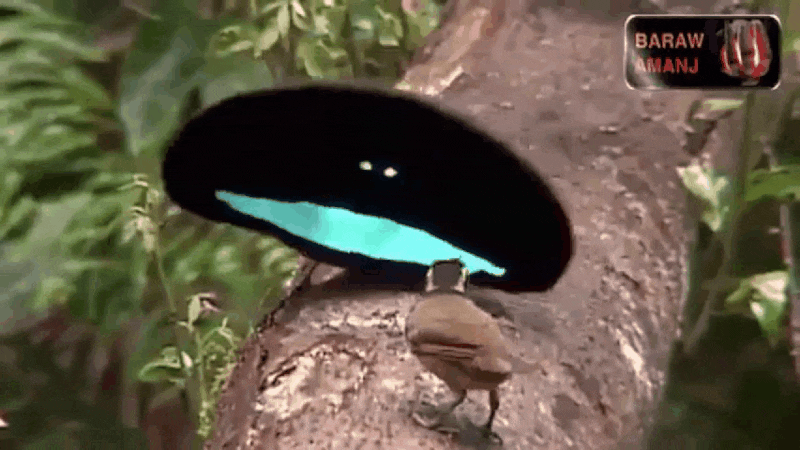 1790122457_960d6821ef3aff014313.gif