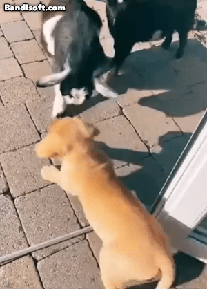 1790139059_ea3f49613a3e05f8ddf9.gif
