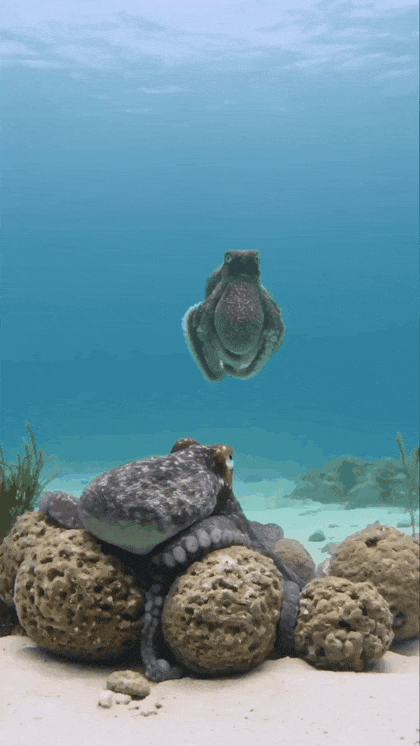 1790143188_828f0d031bea5cb788a4.gif