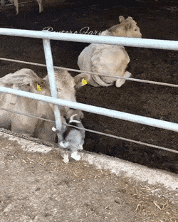 1790231912_7ac251467c4584d981a8.gif