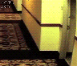 1790258975_7597b0717b3adec1e47e.gif