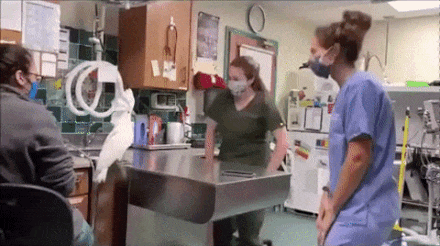 1790427290_cdf0c2ce71d82ff267c8.gif