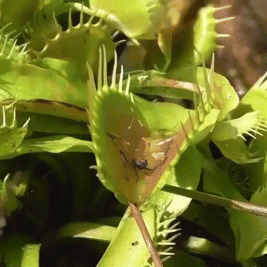 1790996955_117c66aa5f32fabb2528.gif