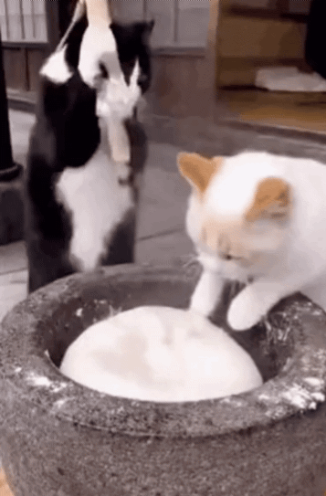 1000041854.gif 1781599913_a0652b13f60311903e74.gif
