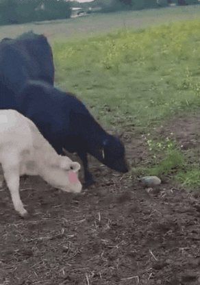 1000041975.gif 1781695664_dba4678bf692d054772d.gif