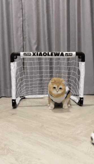 1782005757_ba592c7a6ccf93586729.gif